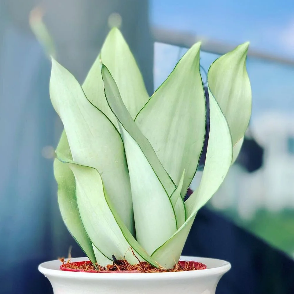 Sansevieria ‘Moonshine’