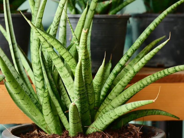 Sansevieria cylindrica