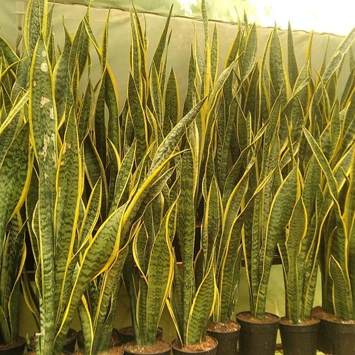 Sansevieria laurentii