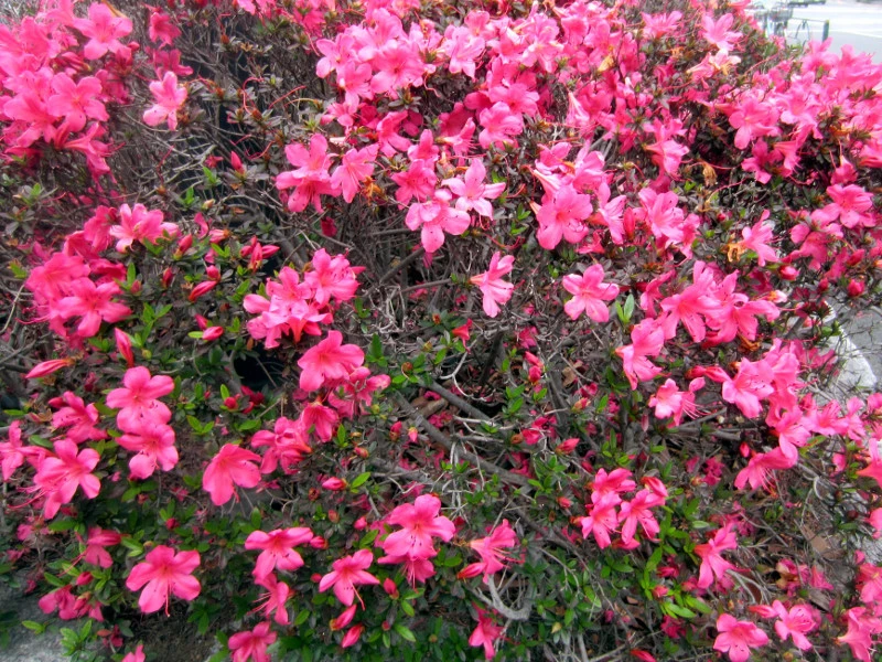 Satsuki Azalea Flower