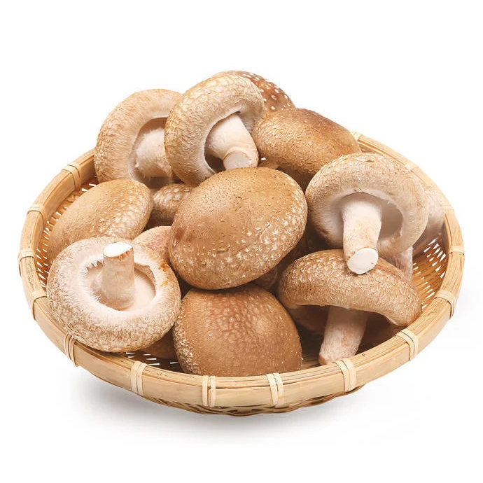 Shiitake Mushrooms (Lentinula edodes)