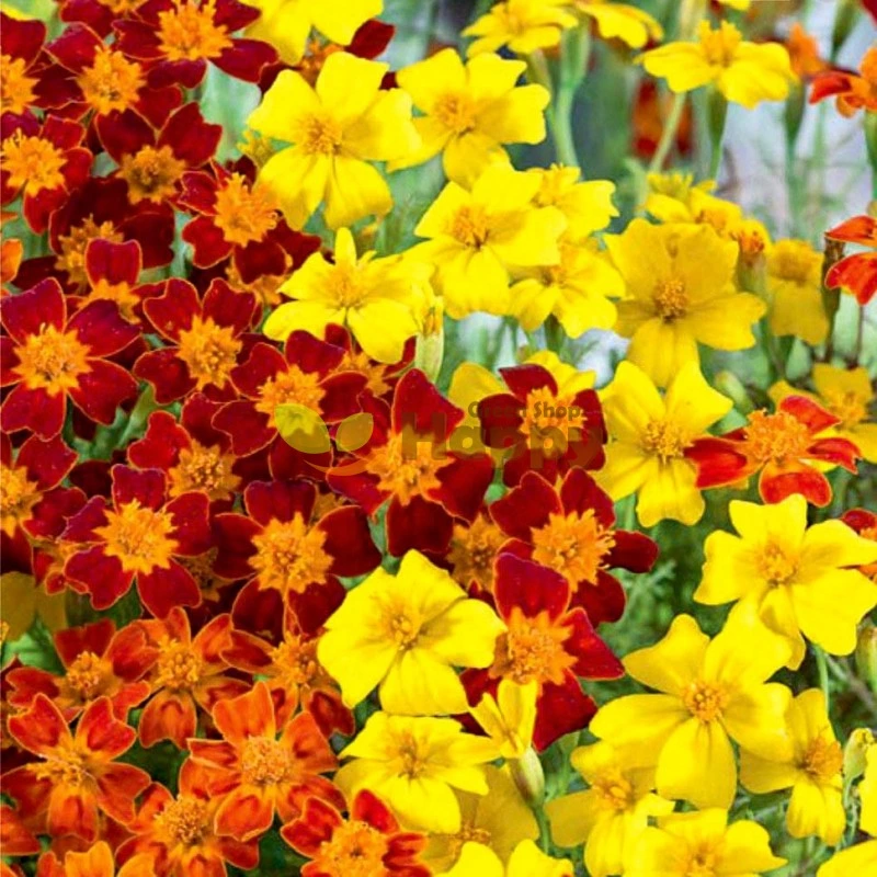 Signet Marigold (Tagetes tenuifolia)