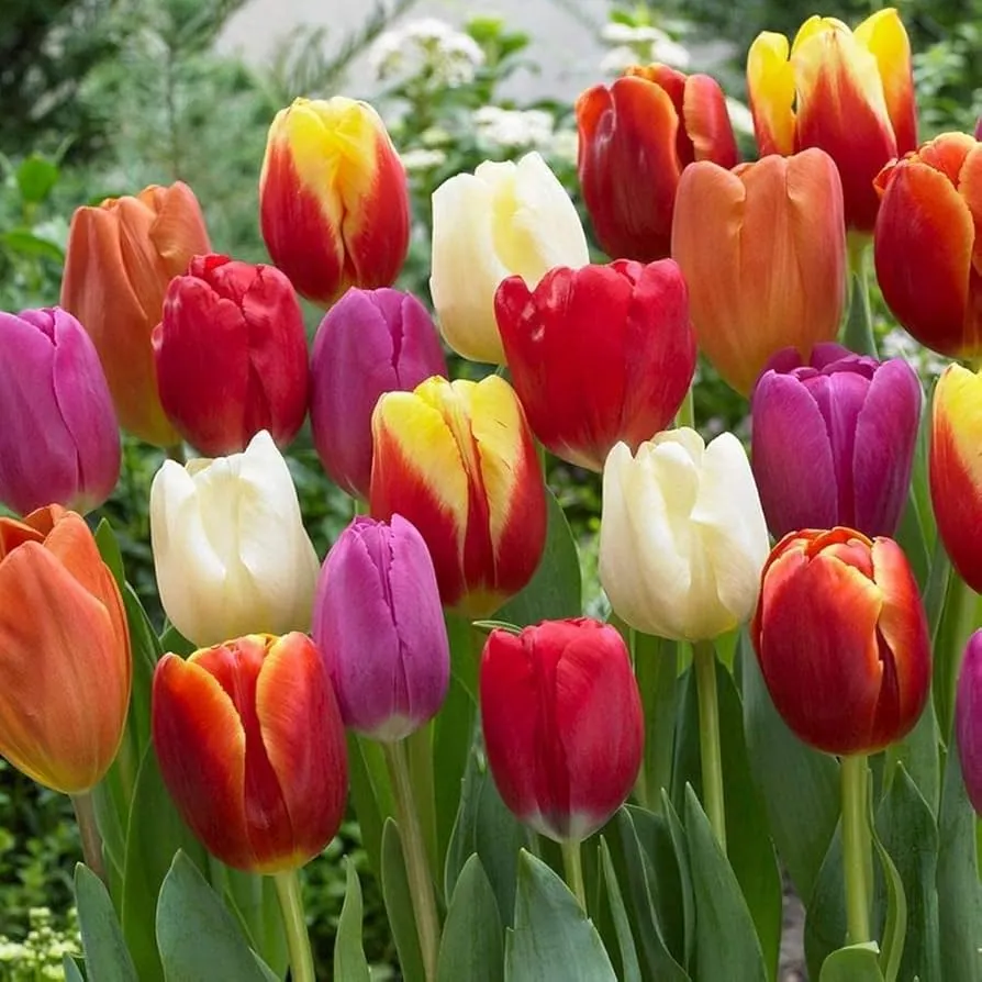 Single Early Tulips