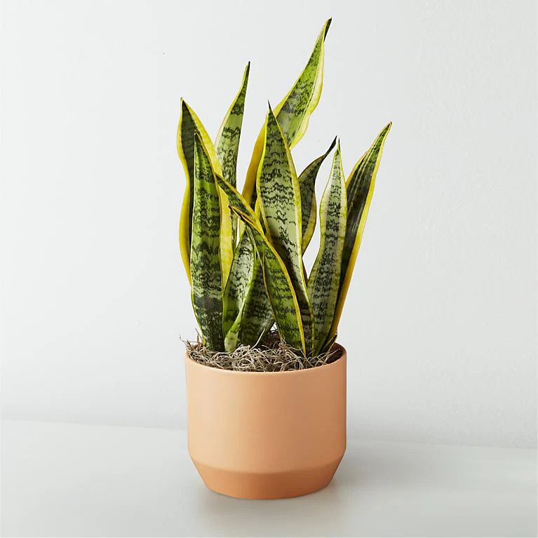 Snake Plant (Sansevieria)