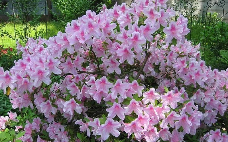 Southern Indica Azalea Flower