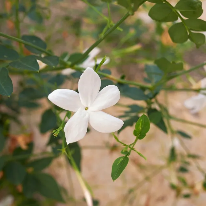 Spanish Jasmine (Jasminum grandiflorum)