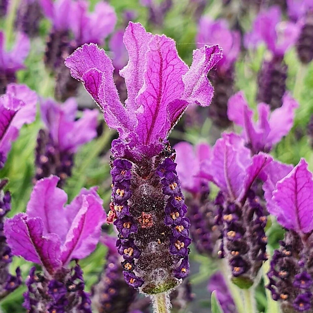 Spanish Lavender (Lavandula stoechas)