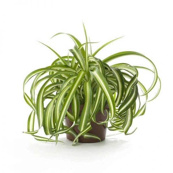 Spider Plant (Chlorophytum comosum)