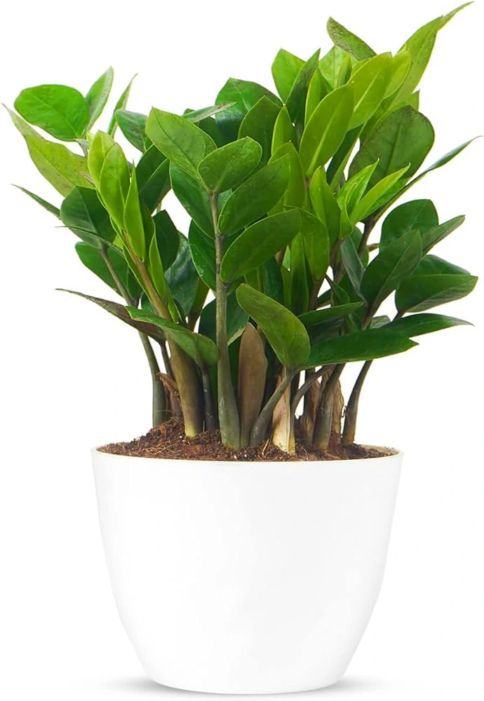 Standard ZZ Plant