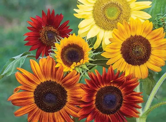 Sunforest Mix Sunflower