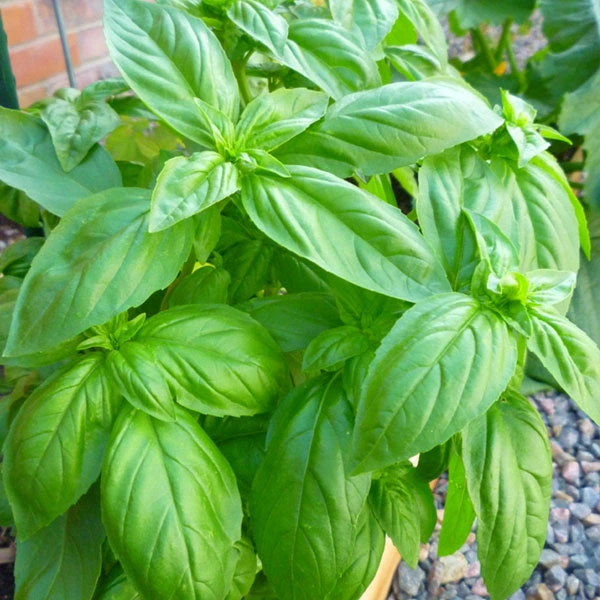 Sweet Basil