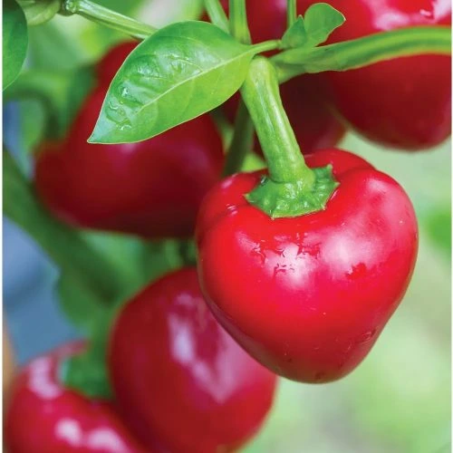 Sweet Cherry Pepper