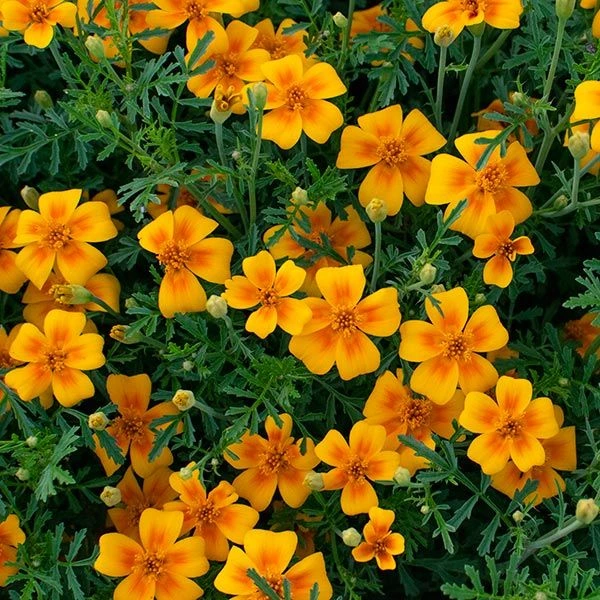 Tangerine Marigolds