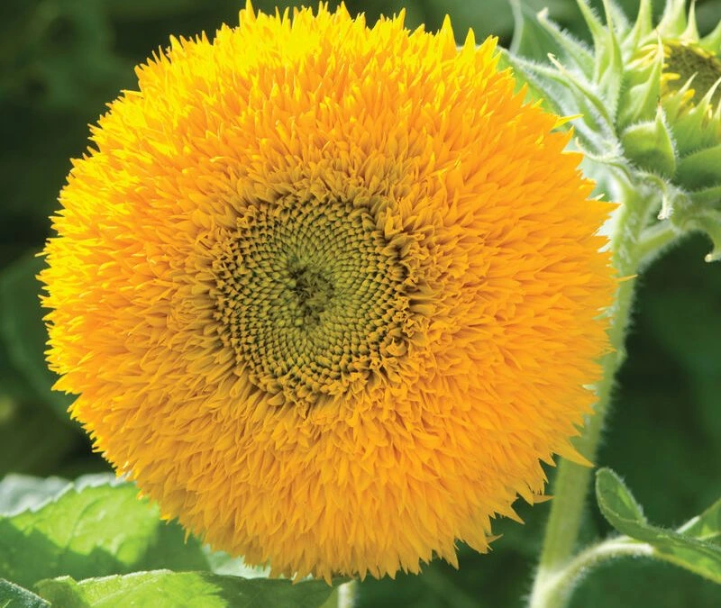 Teddy Bear Sunflower