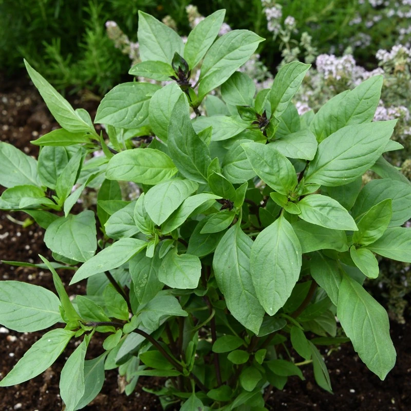 Thai Basil