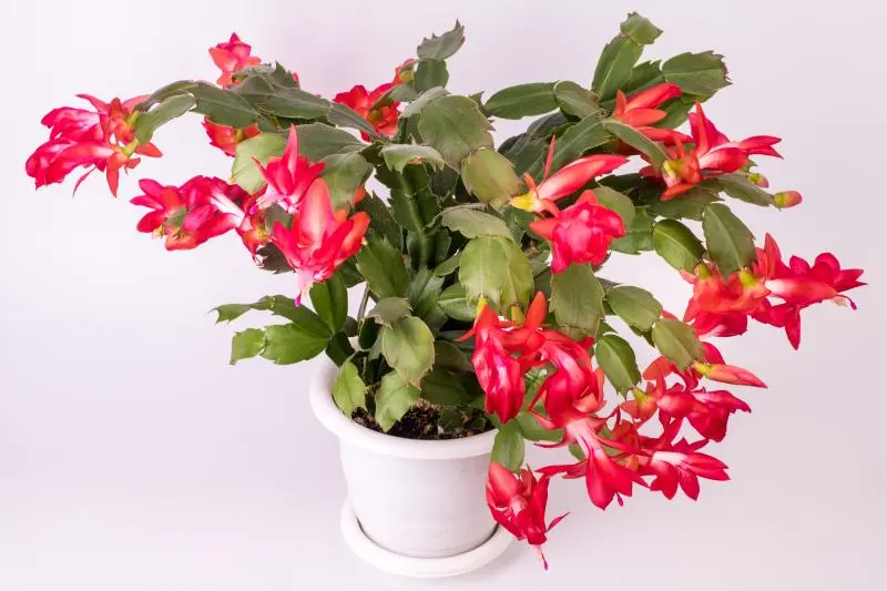 Thanksgiving Cactus (Schlumbergera truncata)