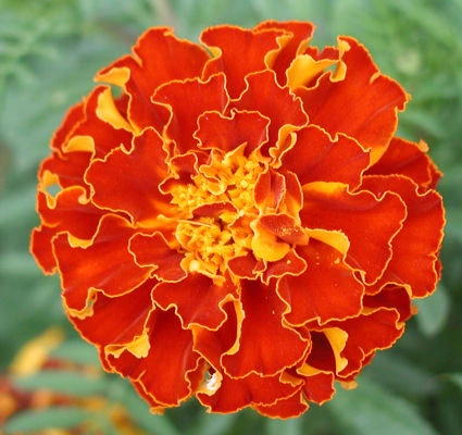 Triploid Marigolds