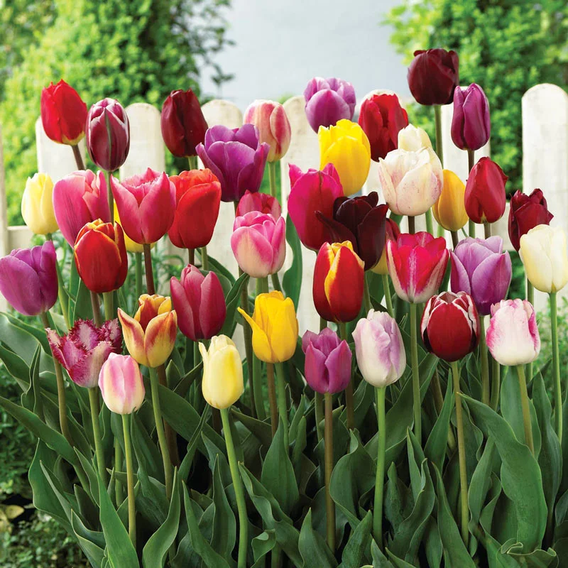 Triumph Tulips