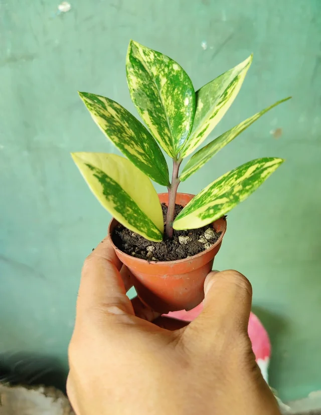 Variegated ZZ Plant