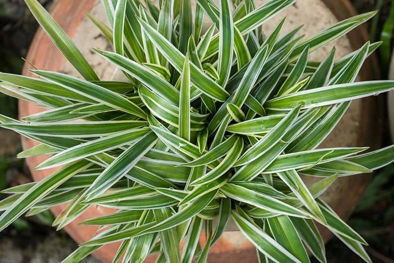 Variegatum Spider Plant