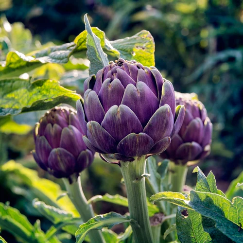 Violetto Artichokes Vegetable