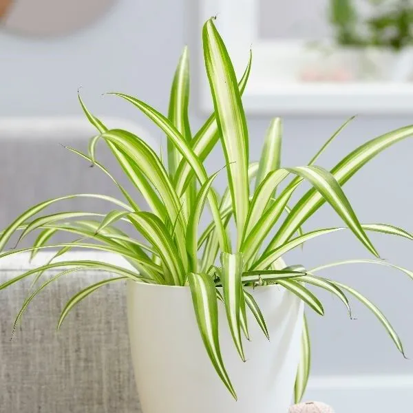 Vittatum Spider Plant