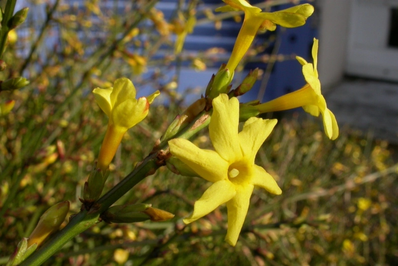 Winter Jasmine (Jasminum nudiflorum)