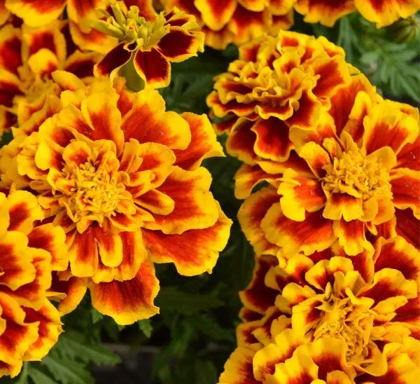 Yellow-Orange Marigolds