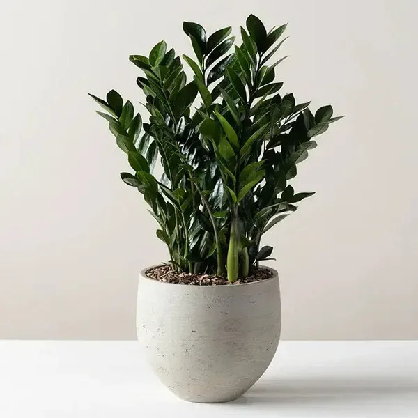 ZZ Plant (Zamioculcas zamiifolia)