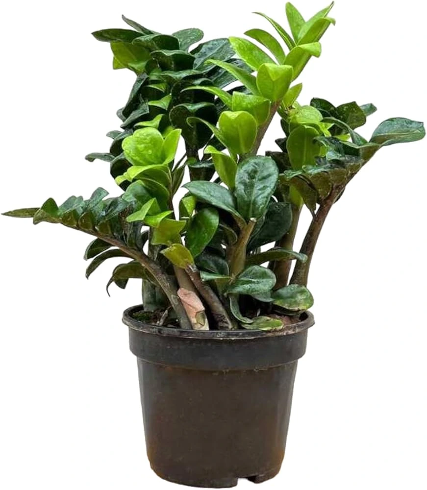 ZZ Plant 'Zenzi'