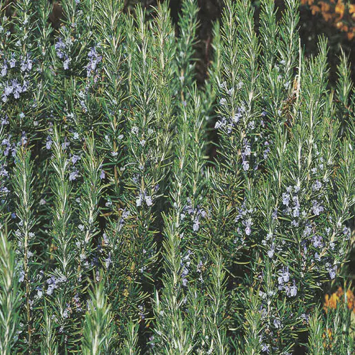 Blue Spire Rosemary