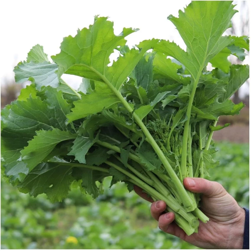 Broccoli Raab (Rapini)