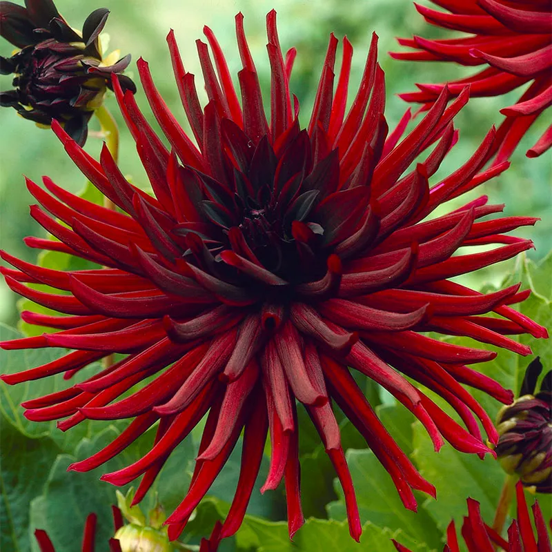 Cactus Dahlias