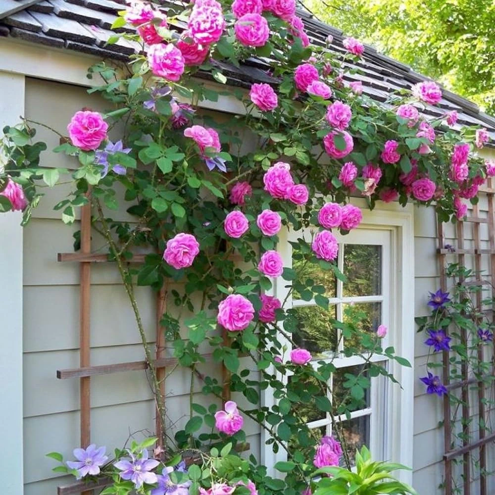 Climbing Roses