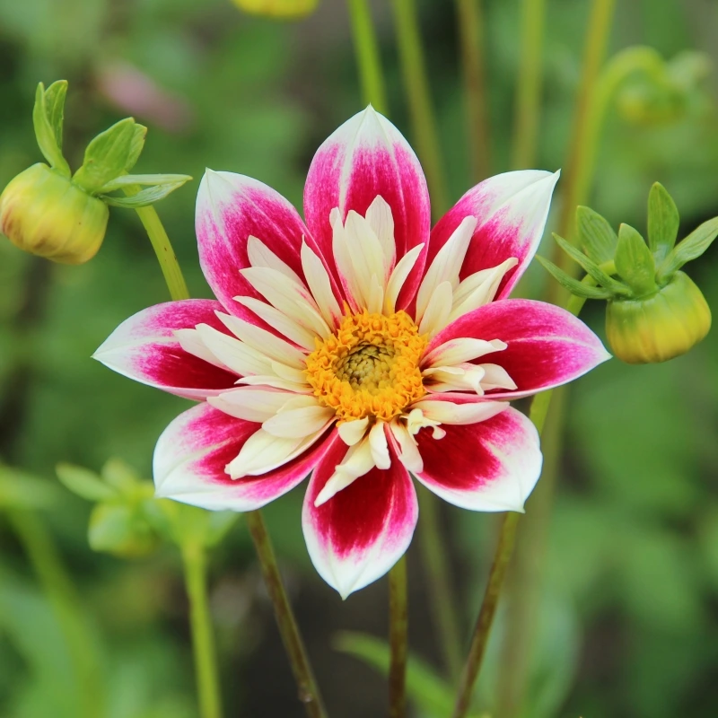 Collarette Dahlias