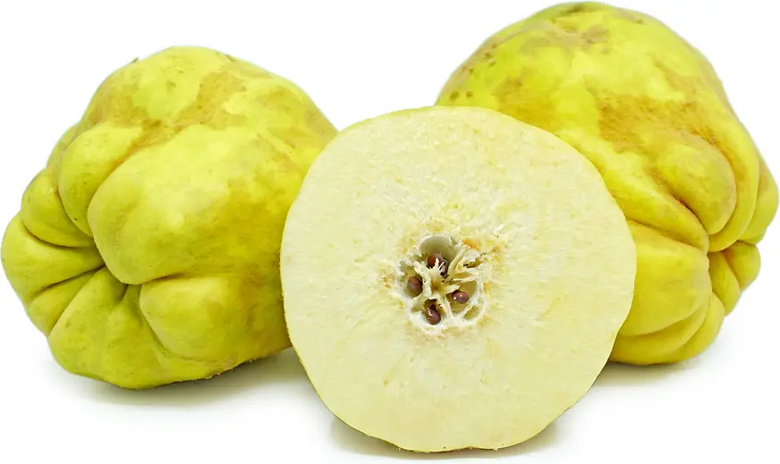 Cooke’s Jumbo Quince