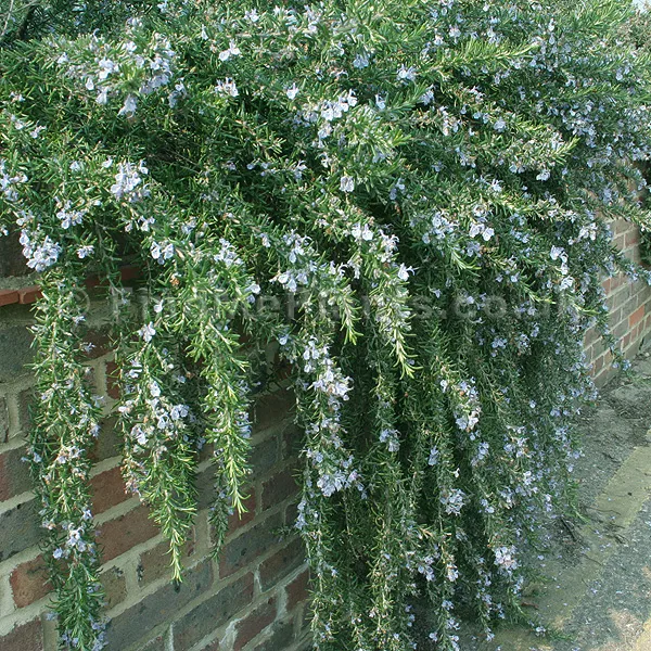 Creeping Rosemary