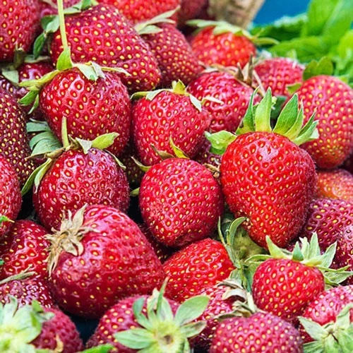 Day-neutral Strawberries