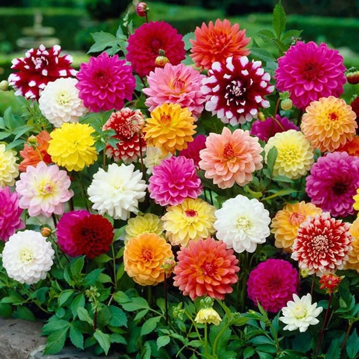 Decorative Dahlias