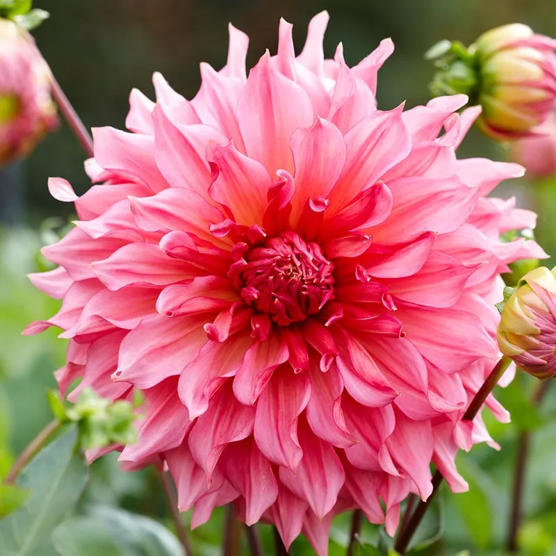 Dinner Plate Dahlias