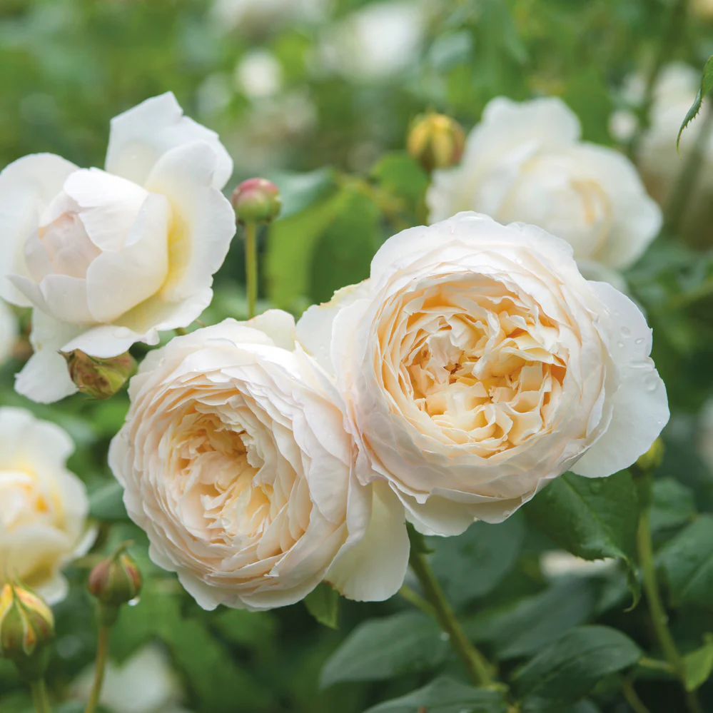 English Roses (David Austin Roses)