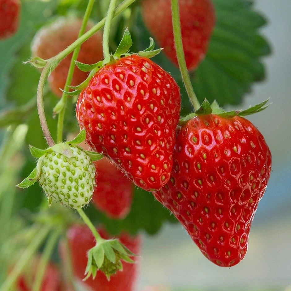 Ever-bearing Strawberries