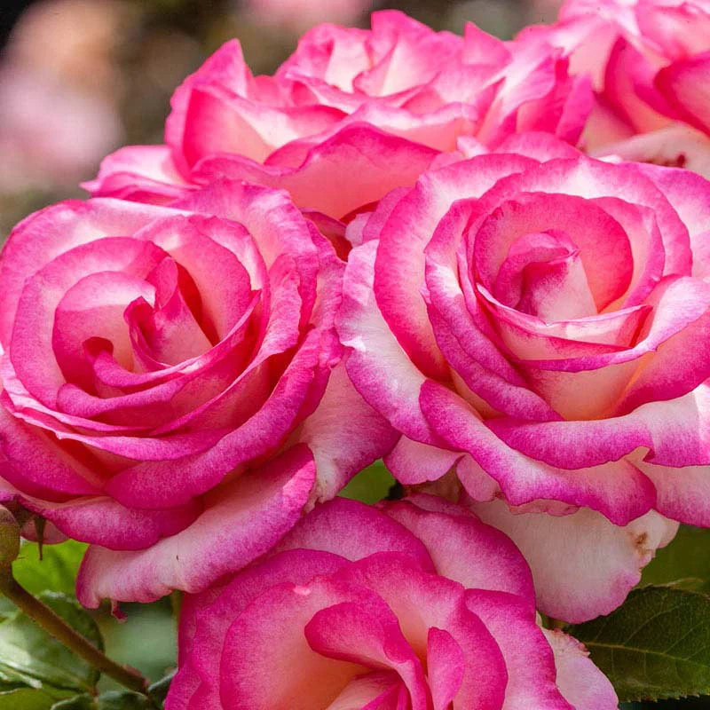 Grandiflora Roses