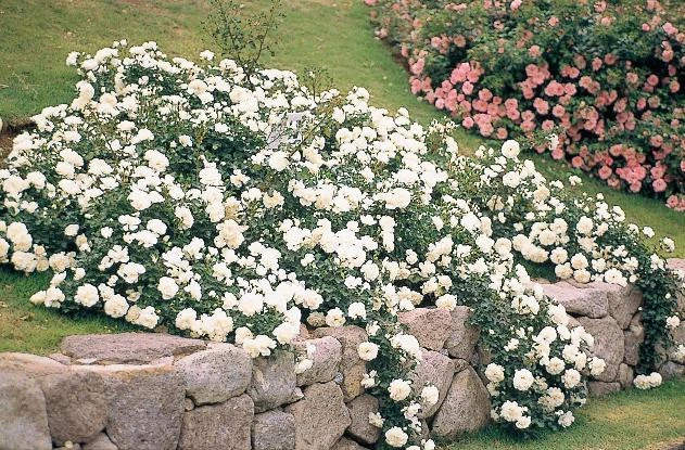 Groundcover Roses