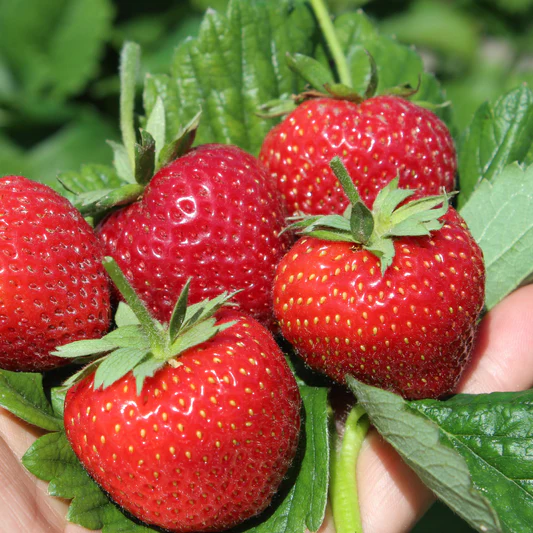 June-bearing Strawberries