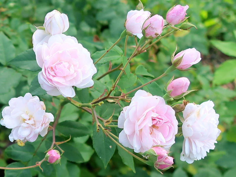 Noisette Roses