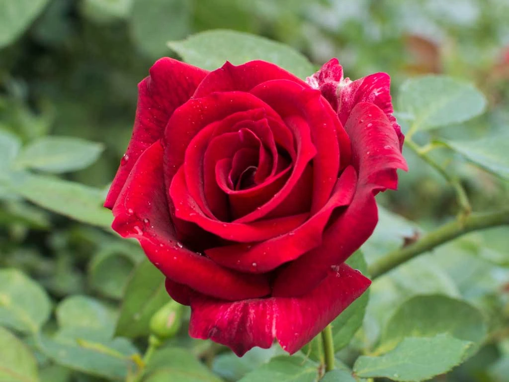 Old Garden Roses