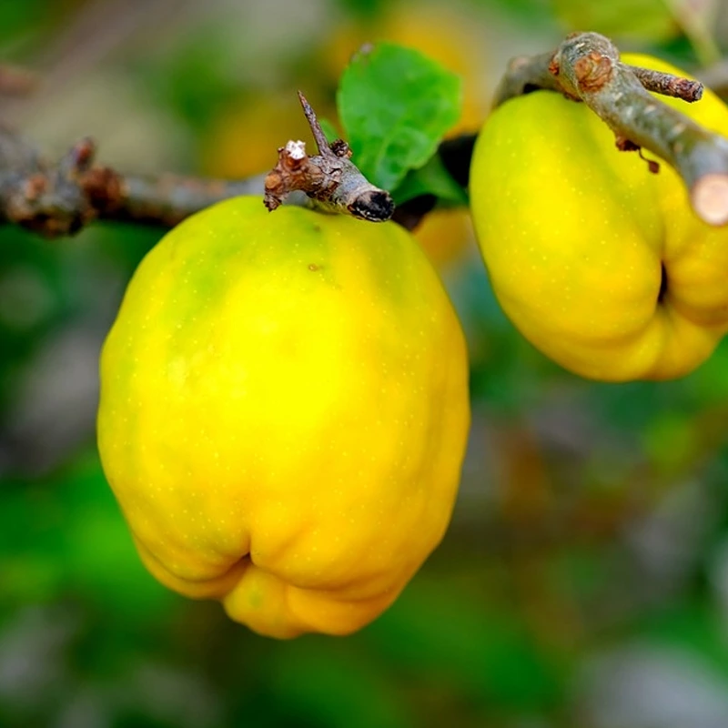 Pineapple Quince