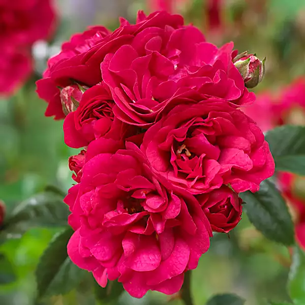 Polyantha Roses