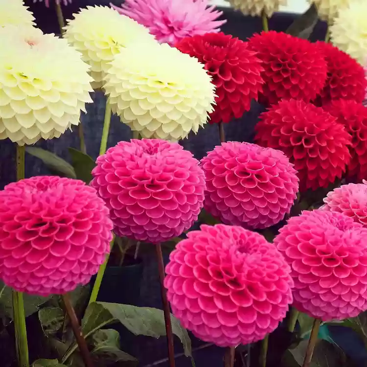 Pompon Dahlias